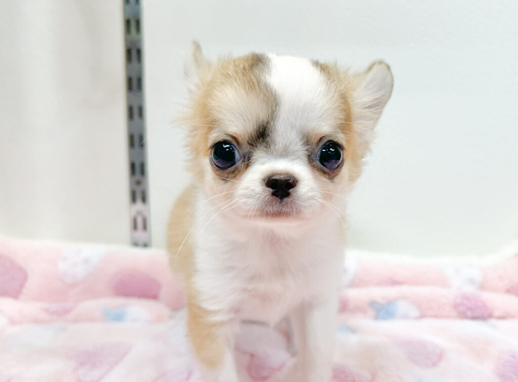 2026年4月24日撮影