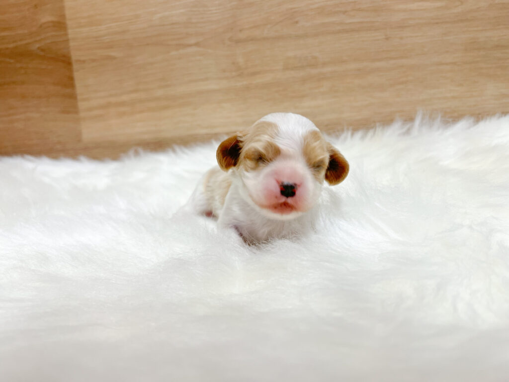 2026年4月24日撮影