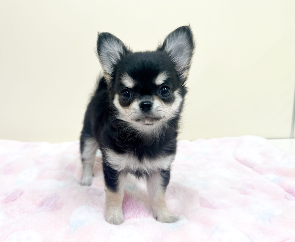 2026年4月25日撮影