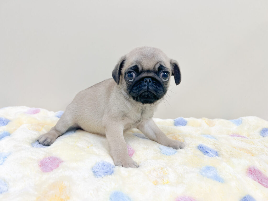 2026年4月25日撮影