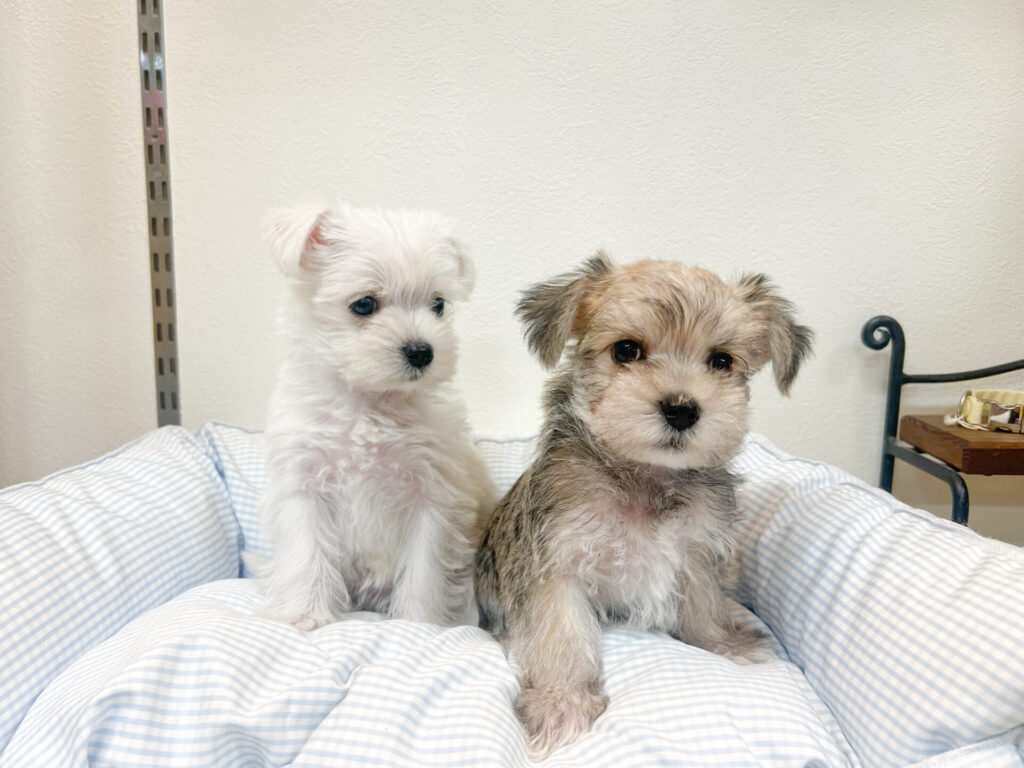 2025年10月17日撮影 女の子2匹♡