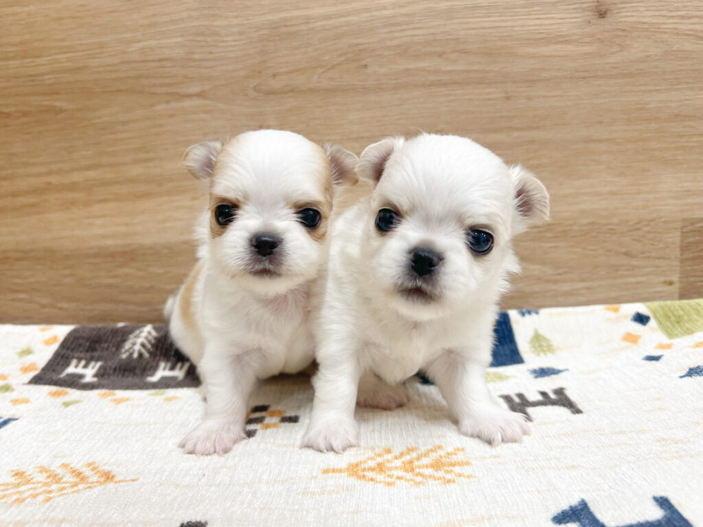 2025年10月20日撮影