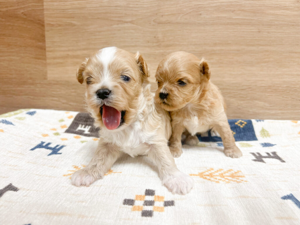 2025年10月20日撮影