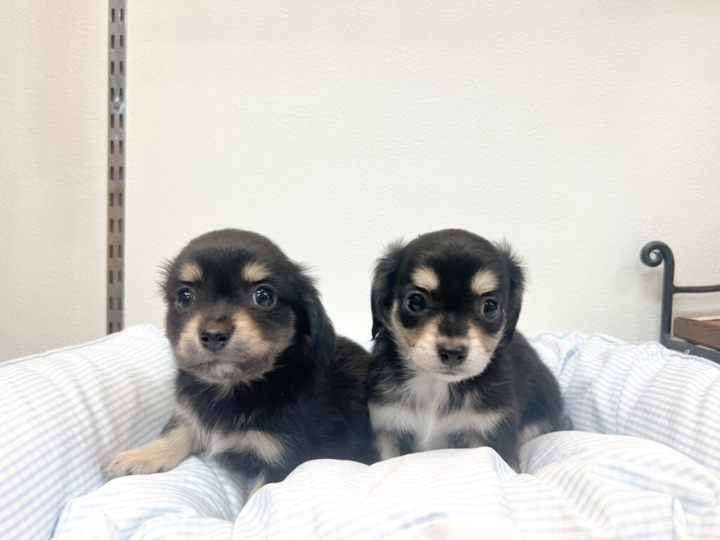 2025年10月20日撮影 男の子2匹𖤐ˊ˗