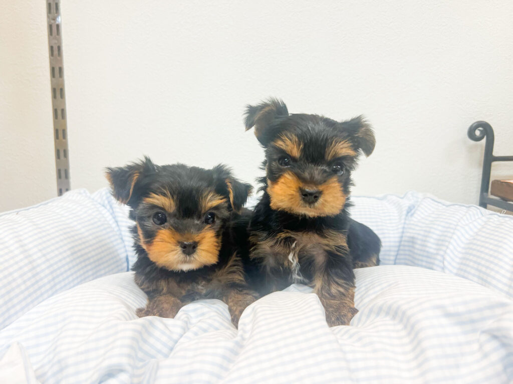 22025年10月20日撮影 男の子2匹★