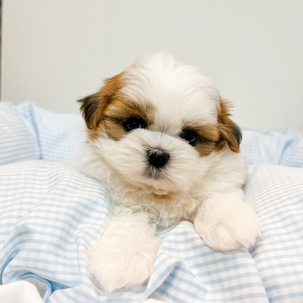 シャンプーして目元カットしたらますます可愛くなりました