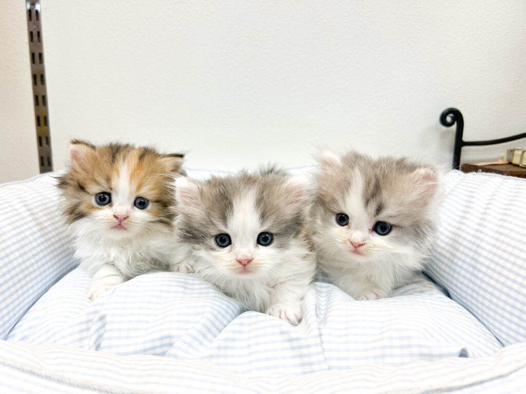 2025年10月27日撮影