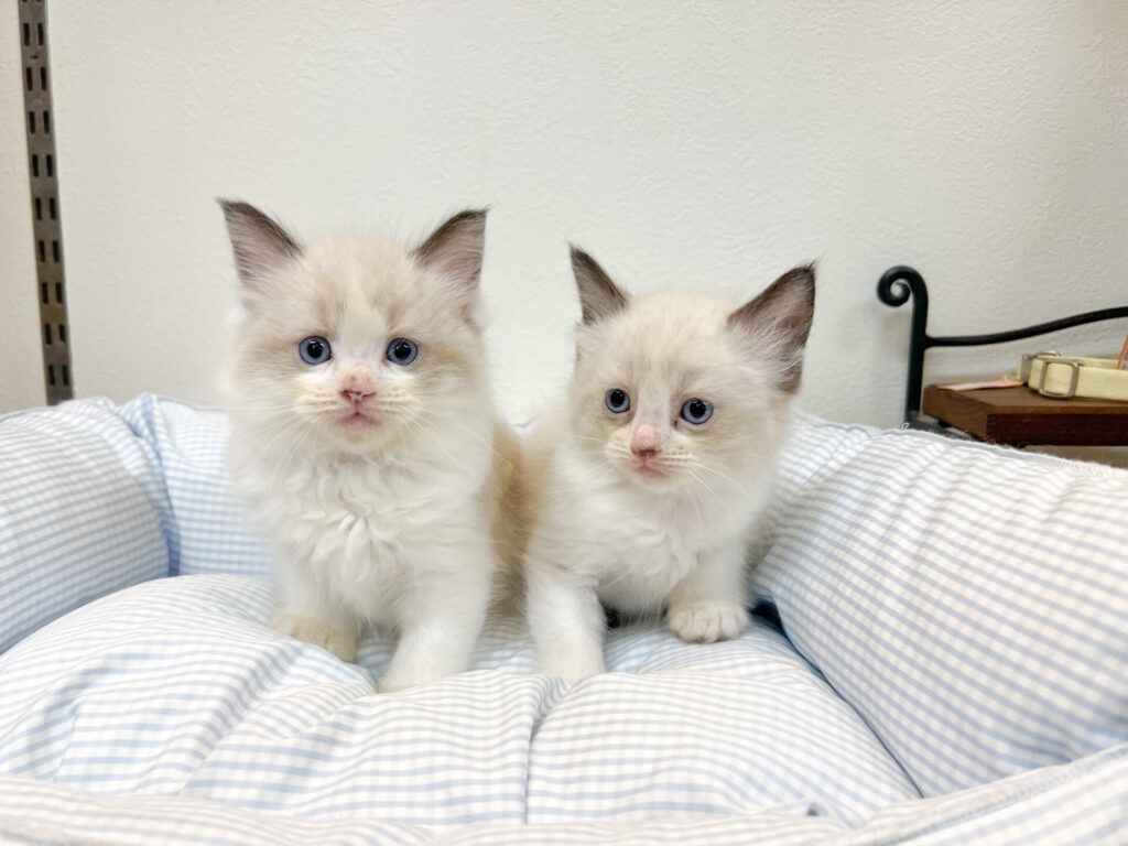 2025年10月24日撮影 男の子2匹