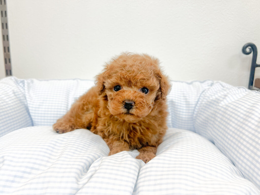 2025年10月27日撮影 男の子1匹𖤐ˊ˗