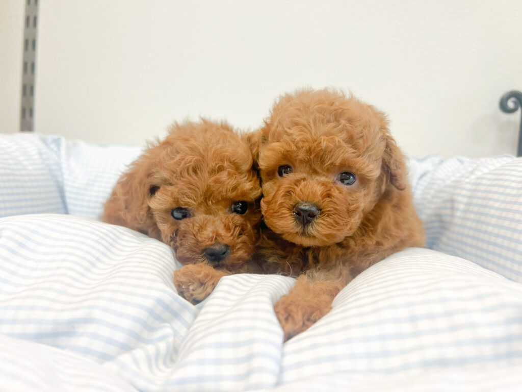 女の子2匹♡*.ﾟ