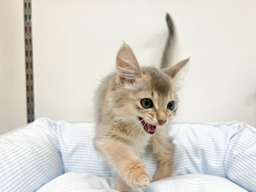 甘えん坊な女の子ꕀෆ¨