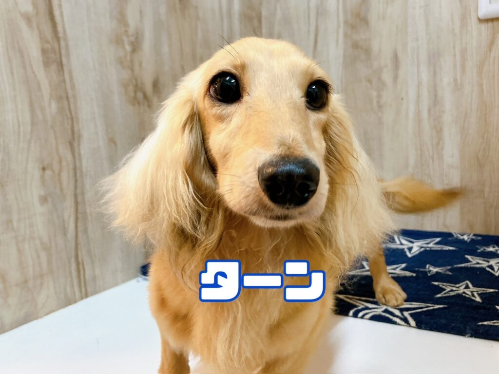 父犬