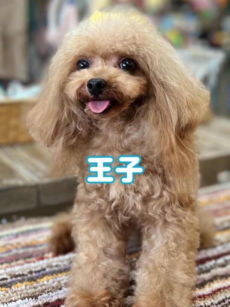 父犬