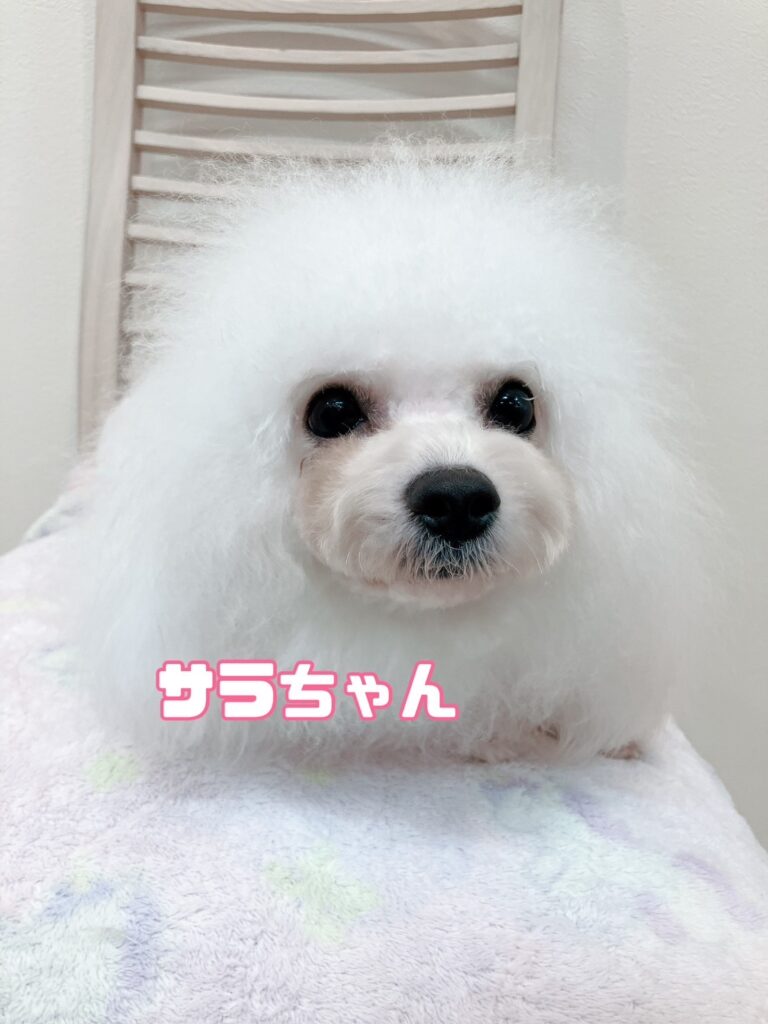 母犬 サラ