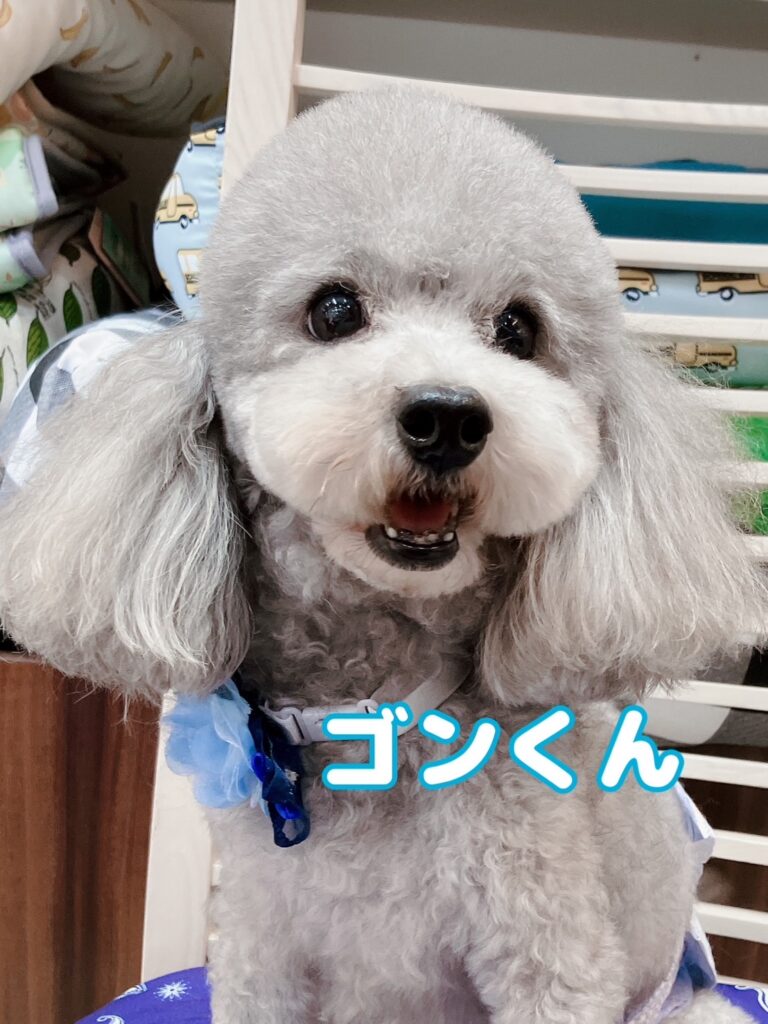 父犬ゴン