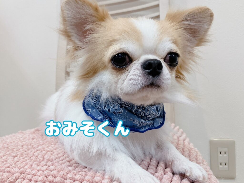 父犬