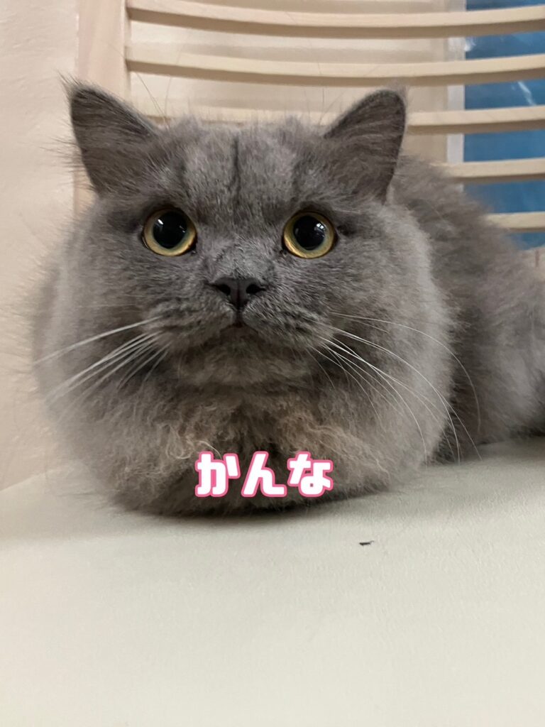 ママ かんな