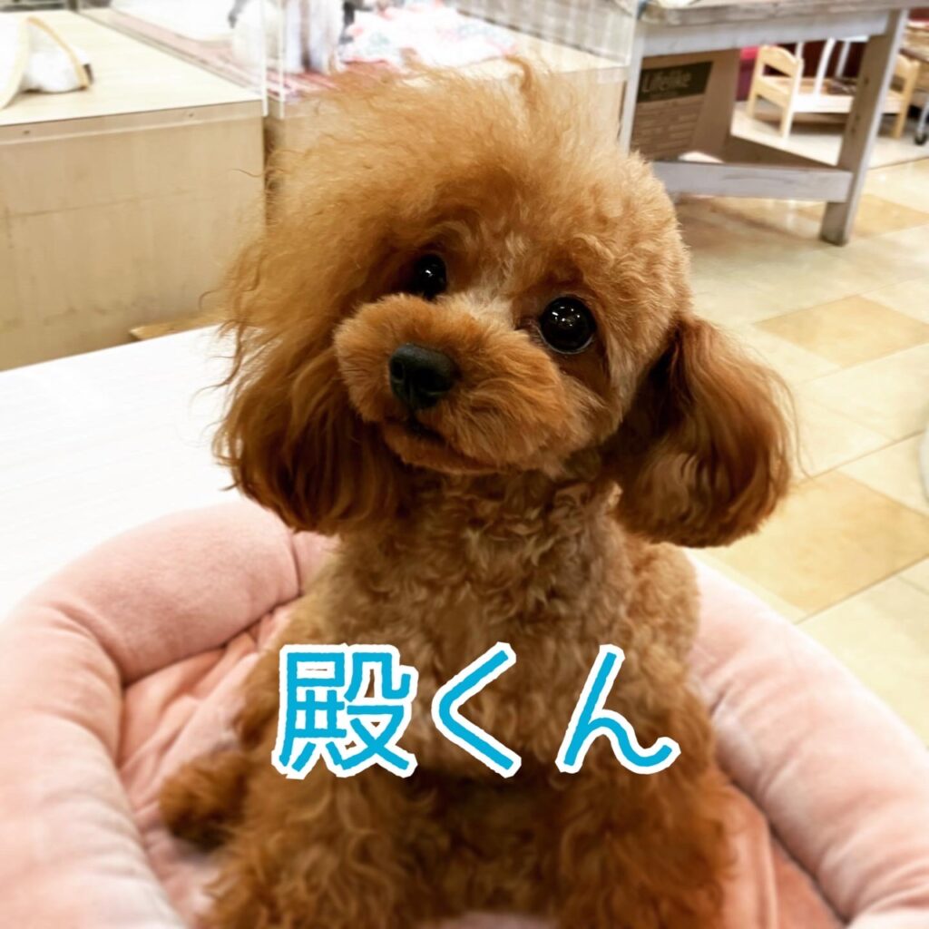 パパ 殿くん