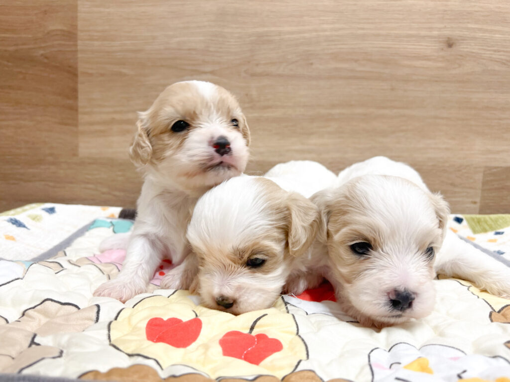 2025年10月31日撮影