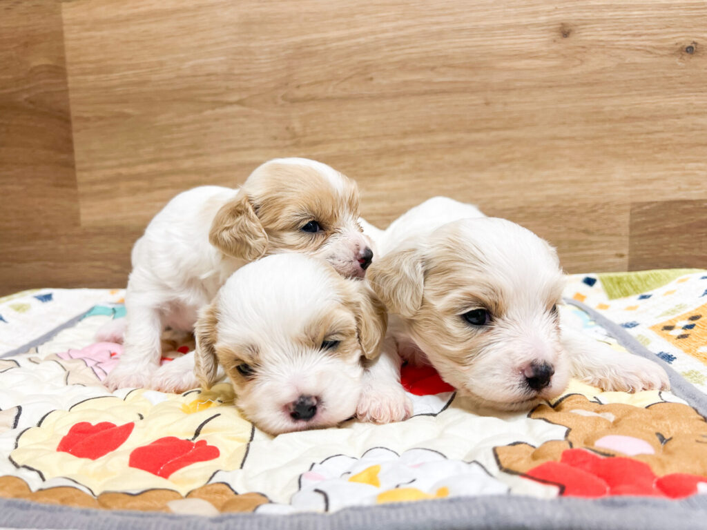 すくすく育ってます𖤐ˊ˗