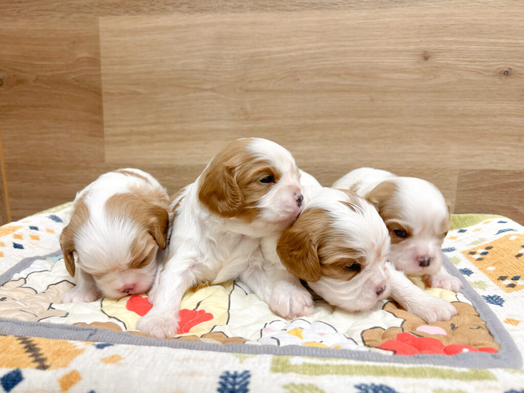 2025年10月31日撮影