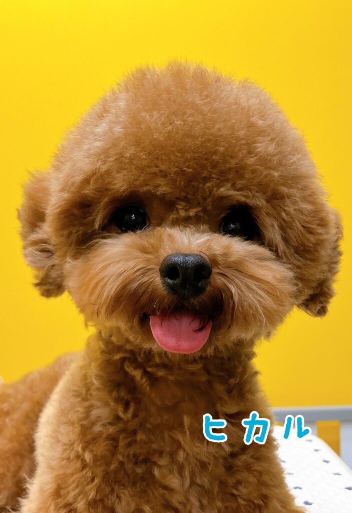 パパ