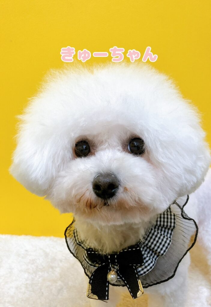 母犬