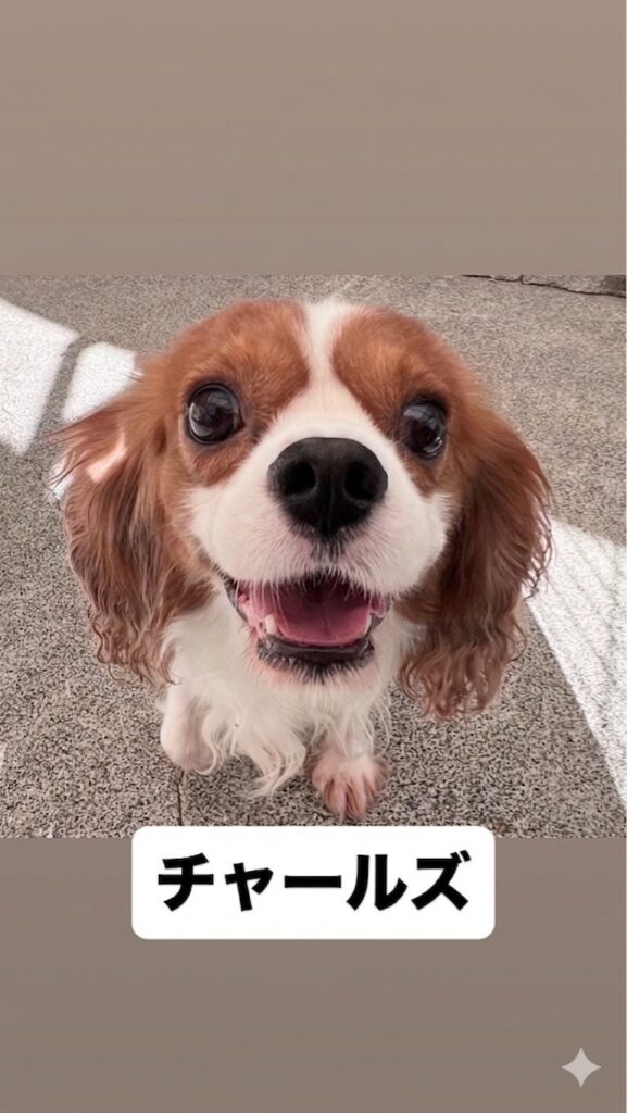 パパ