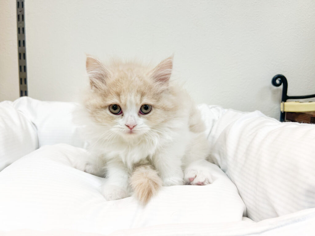 美人さんです.*♫.｡