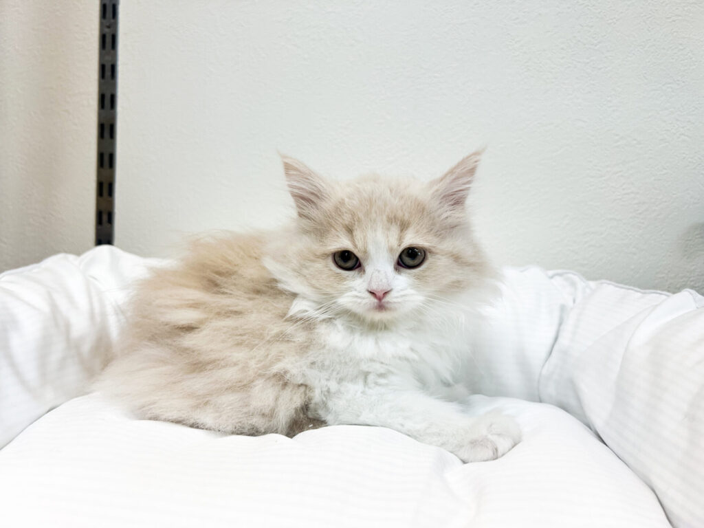 2025年9月4日生まれ