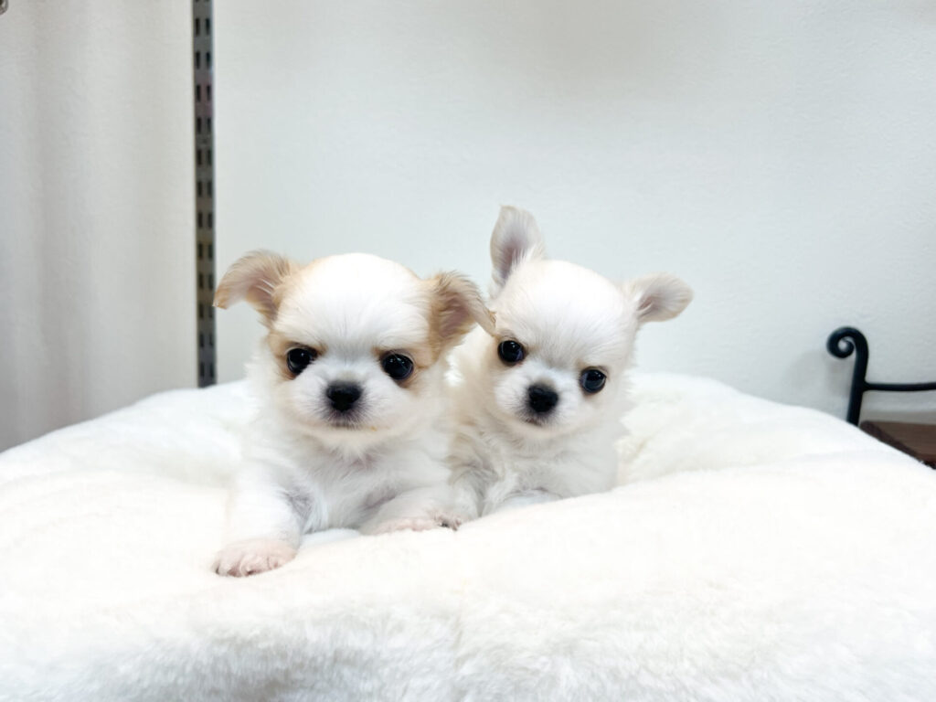 2025年11月7日撮影