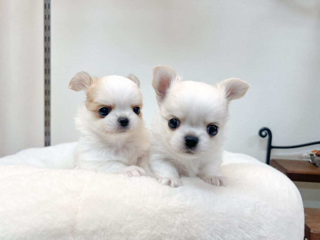 離乳食もよく食べてくれて元気いっぱいです.*♫.｡