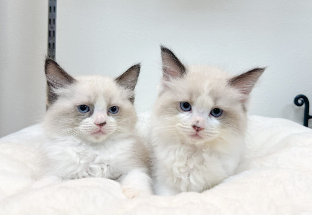 2025年11月7日撮影 男の子2匹𖤐 ʾʾ