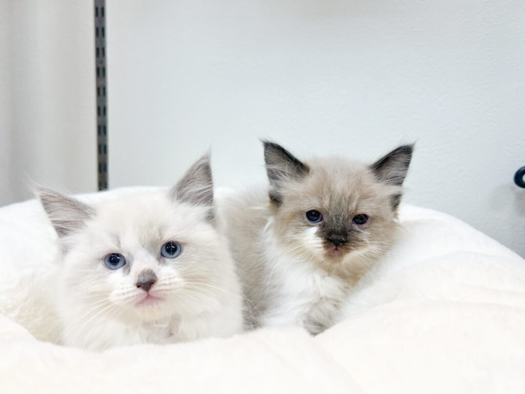 女の子2匹⸜❤︎⸝ 離乳食もよく食べてくれて元気いっぱいです！