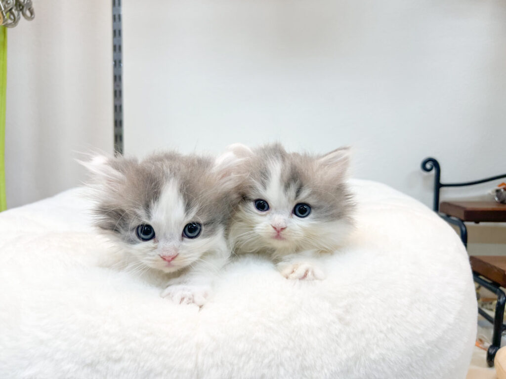 2025年11月7日撮影 男の子2匹★