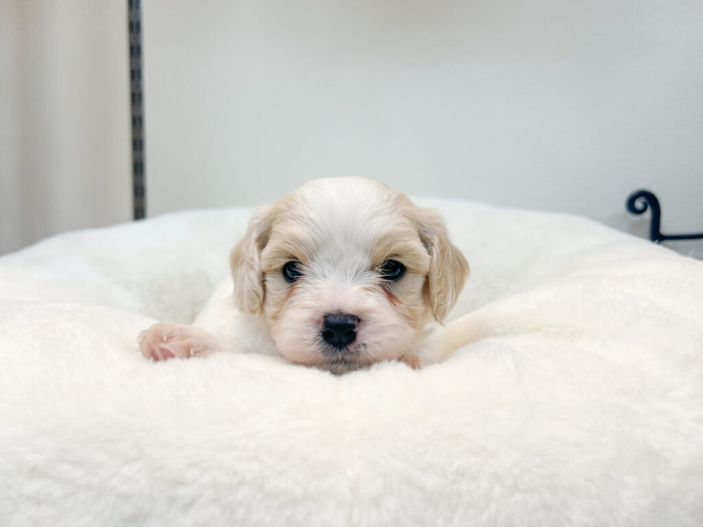 2025年11月7日撮影 男の子1匹✩⡱