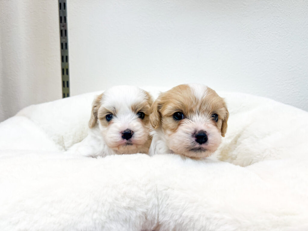 女の子2匹♡*.ﾟ