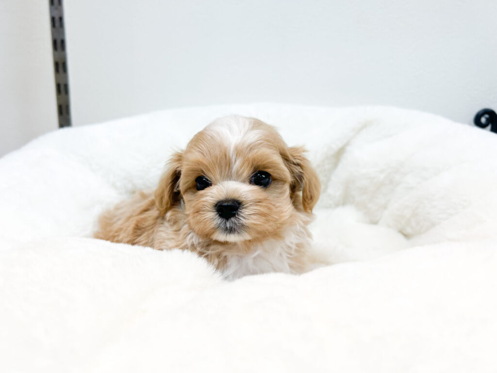 2025年11月7日撮影