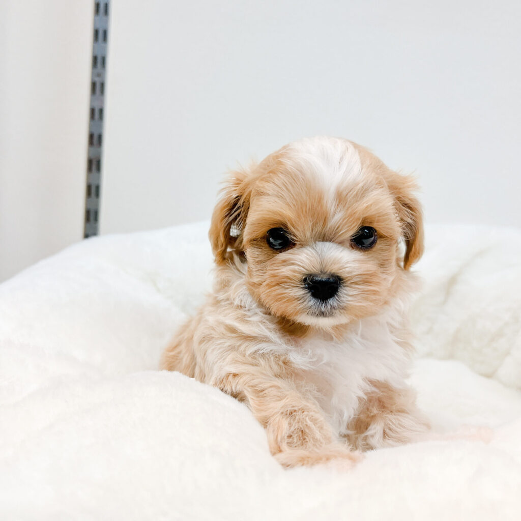 シャンプーして目元カットしたらますます可愛くなりました⸜❤︎⸝