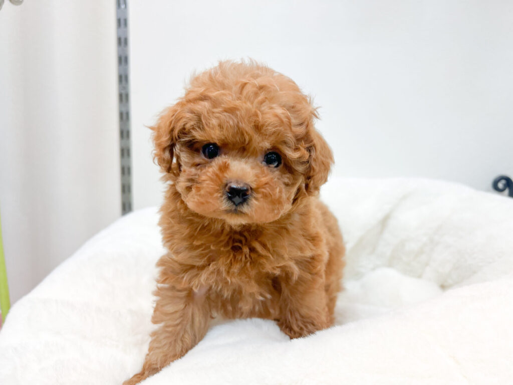 2025年11月8日撮影 男の子★