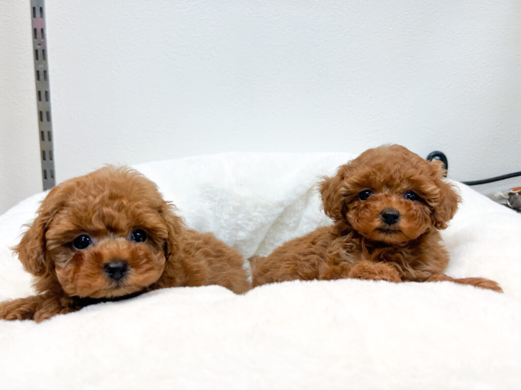 女の子2匹 離乳食もよく食べてくれて元気いっぱいです！