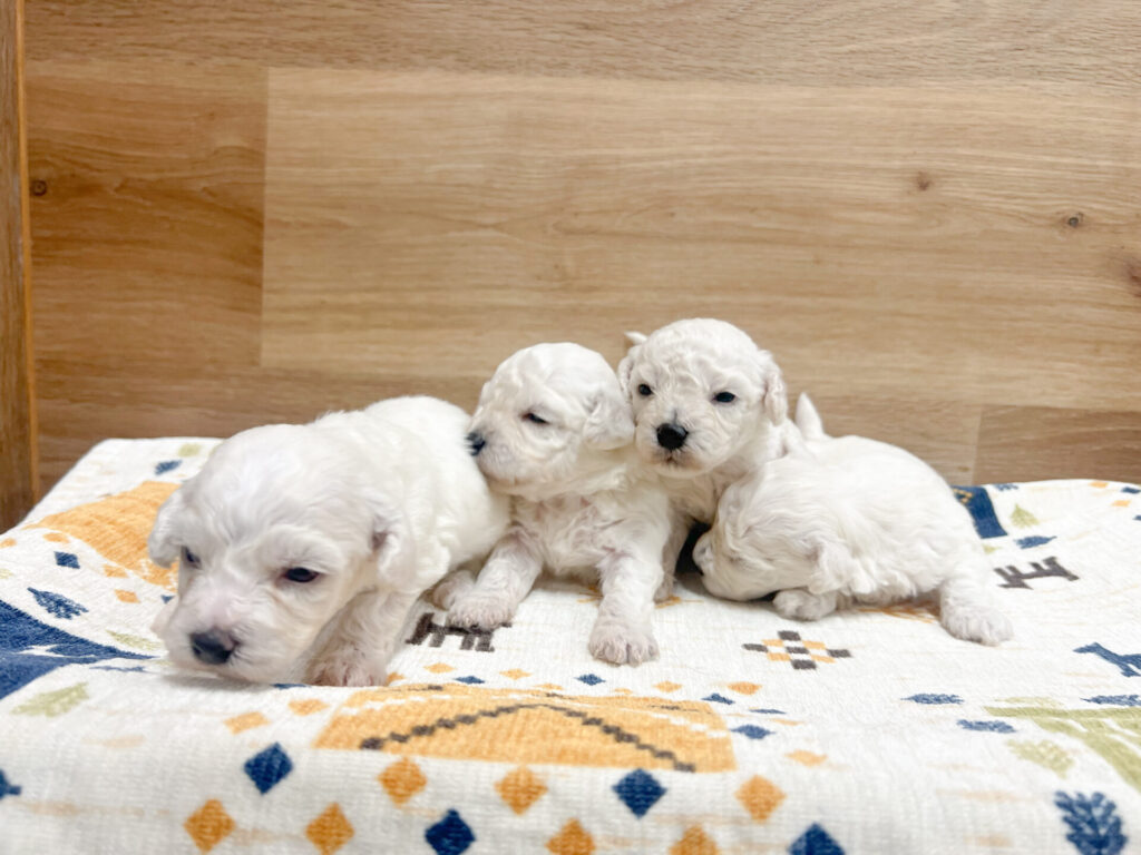 2025年11月14日撮影