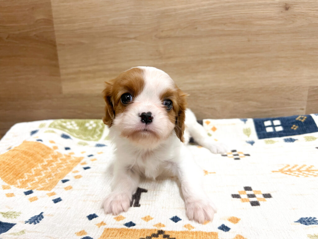 2025年11月14日撮影