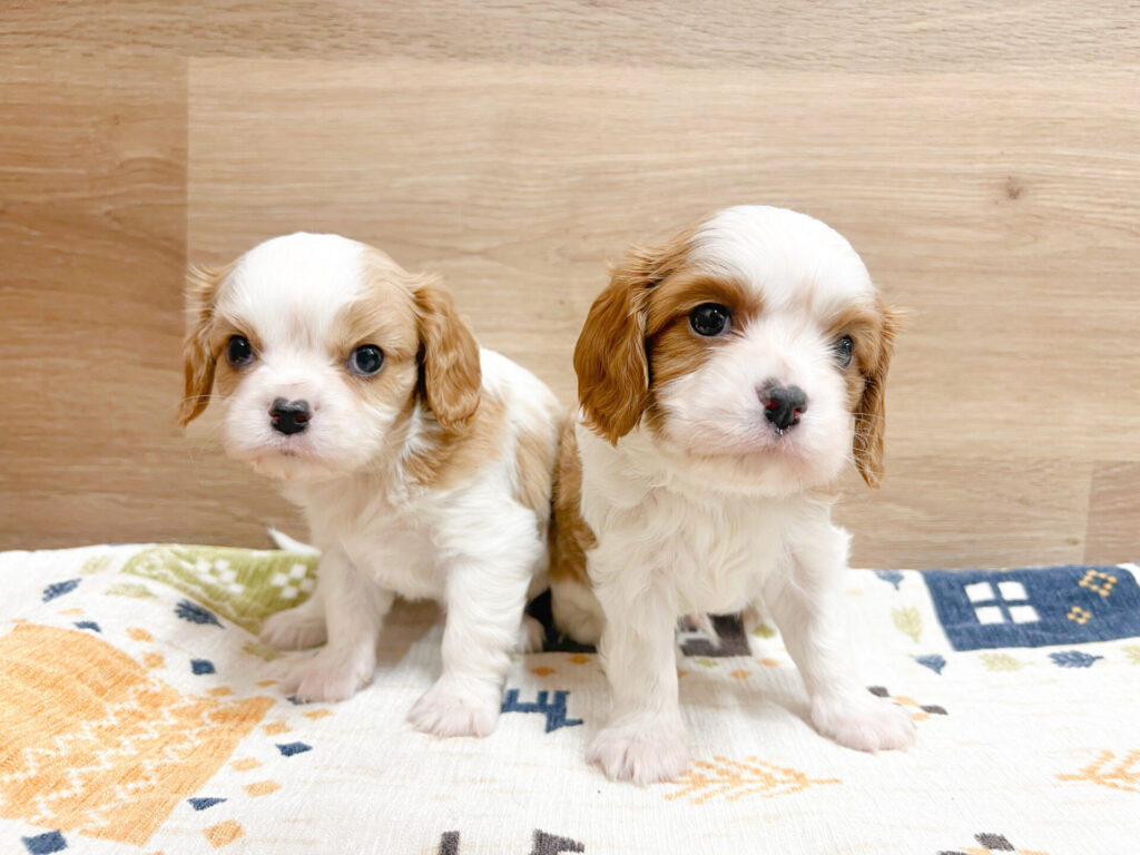 2025年11月14日撮影 男の子2匹✩⡱