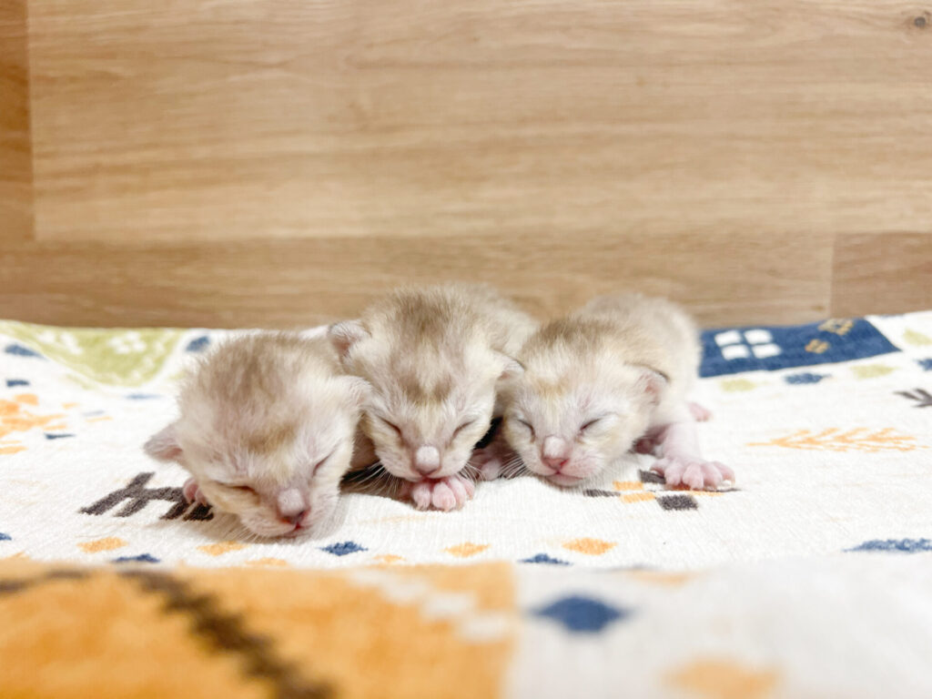 2025年11月14日撮影