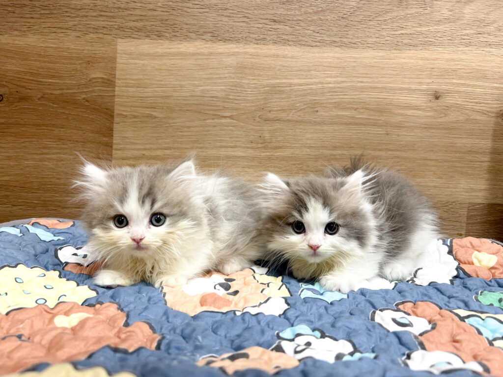 2025年11月21日撮影 男の子2匹★