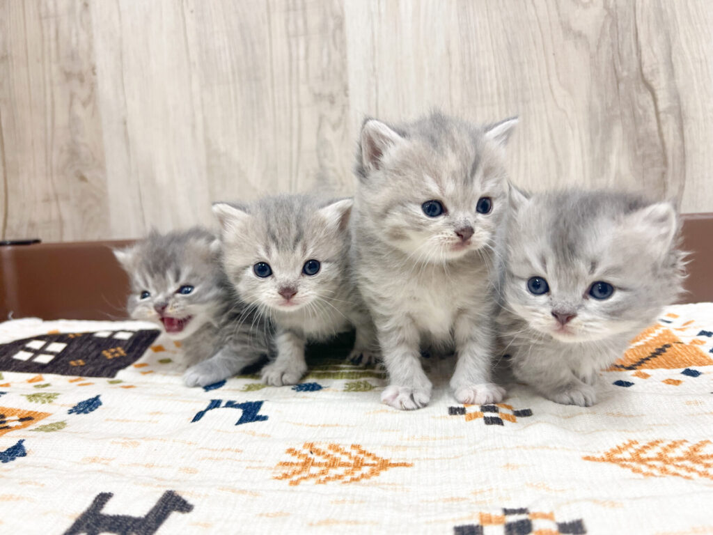 すくすく育ってます♡ᩚ