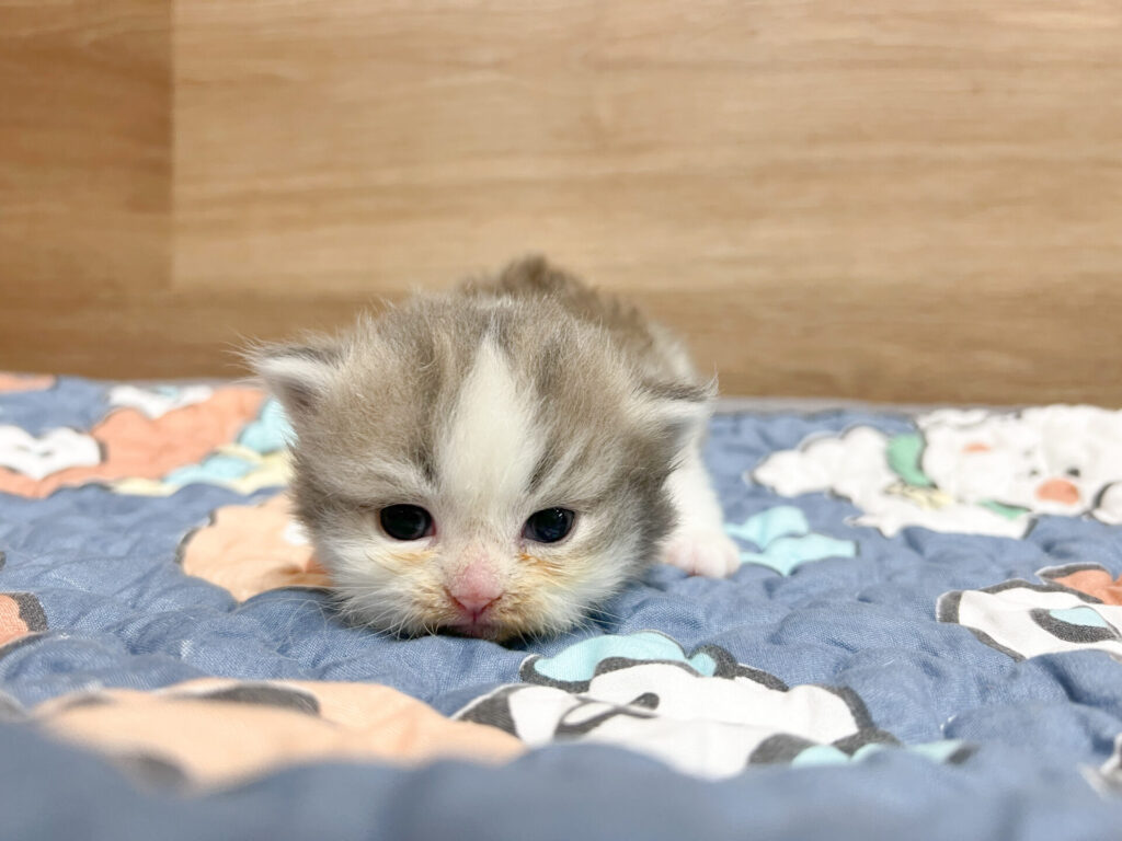 2025年11月21日撮影