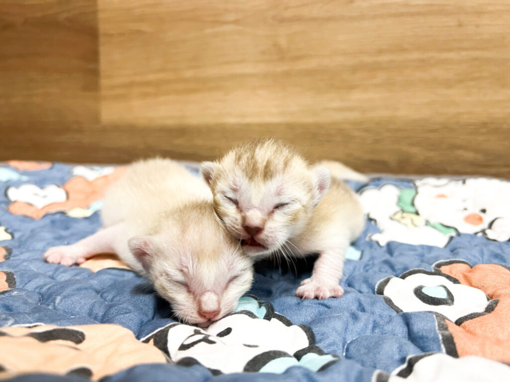 2025年11月21日撮影