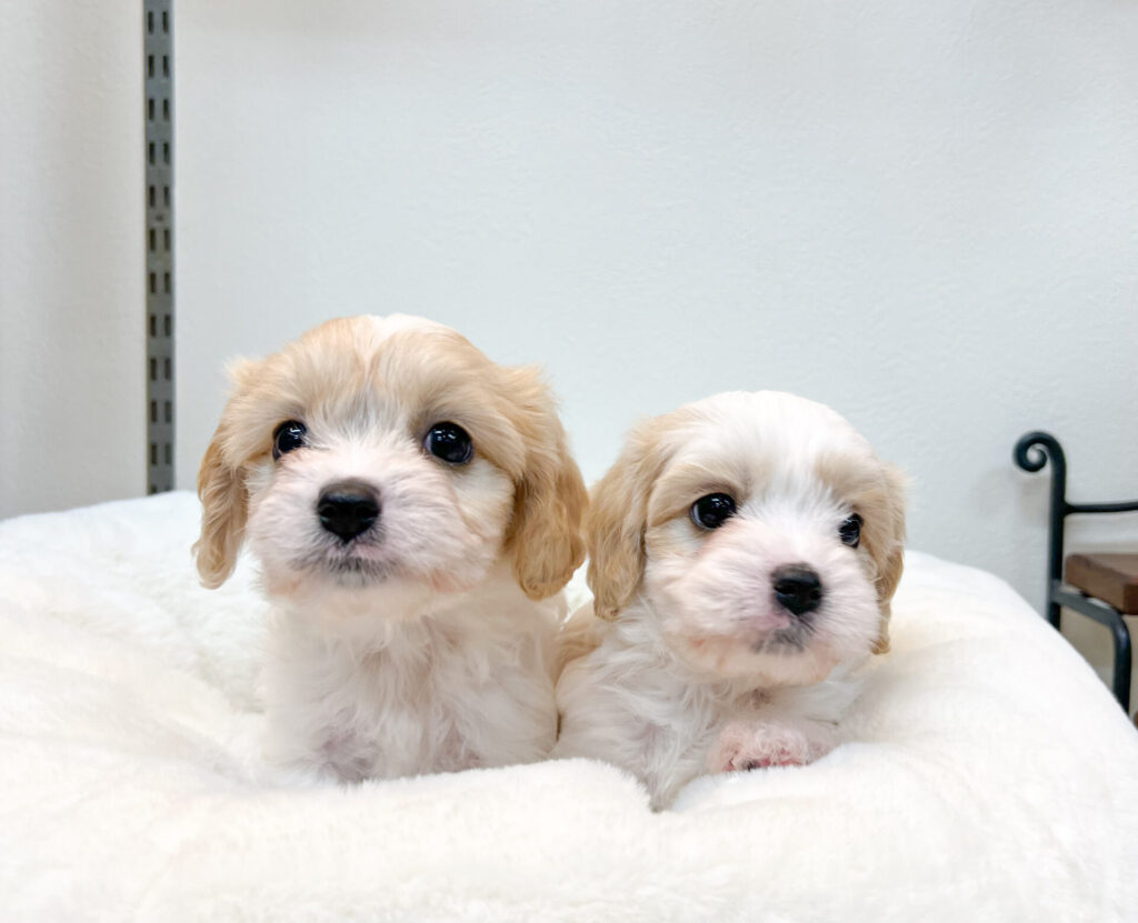 2025年11月21日撮影 女の子2匹♡*.ﾟ